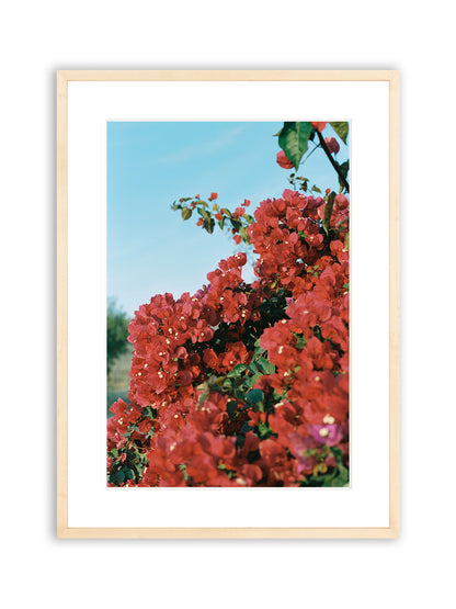 Baja Bougainvillea