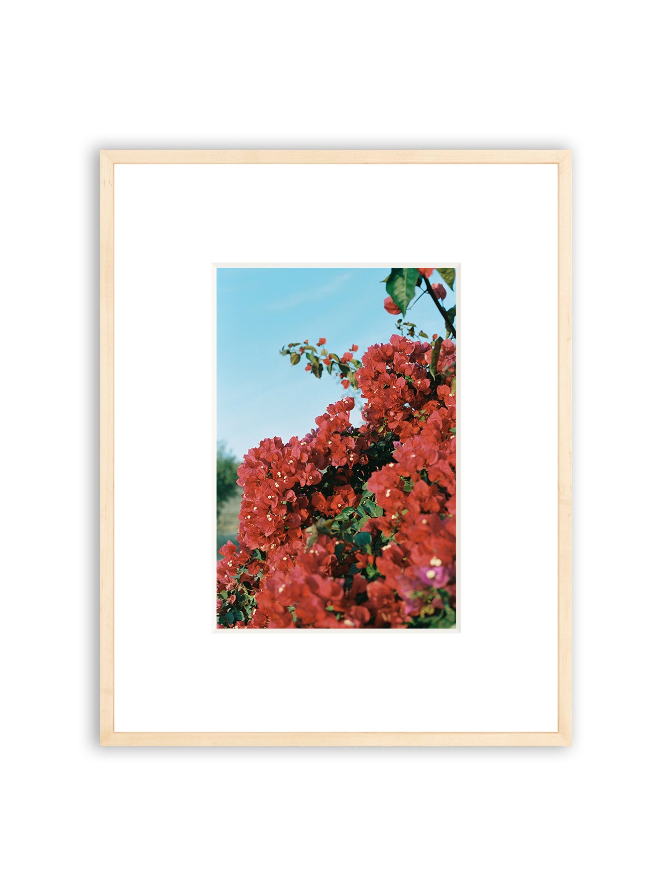 Baja Bougainvillea