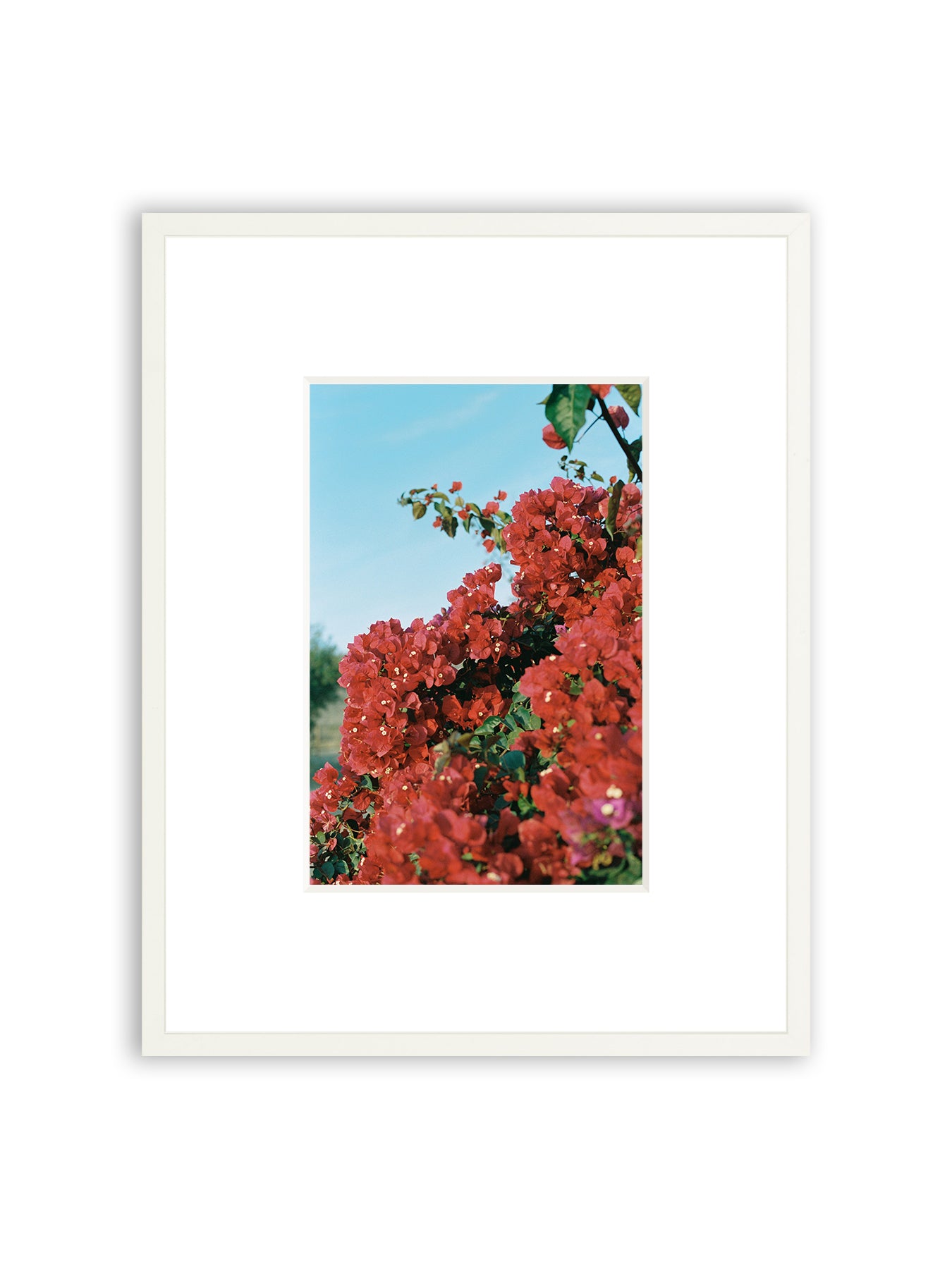 Baja Bougainvillea