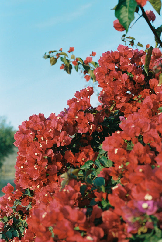 Baja Bougainvillea