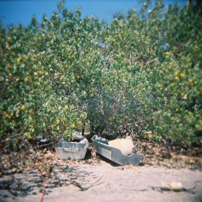 Dinghy Grove