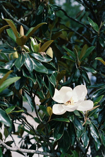 Nola Magnolia