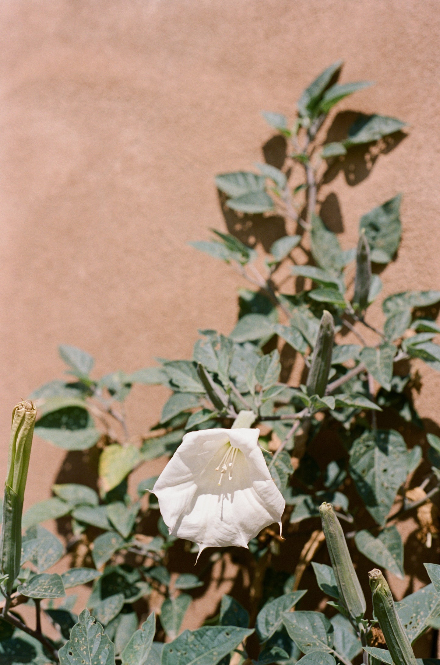 Sacred Datura